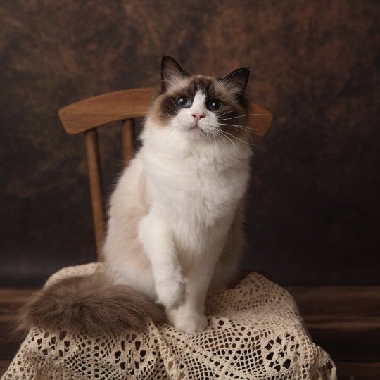 Umbrella Femelle Ragdoll