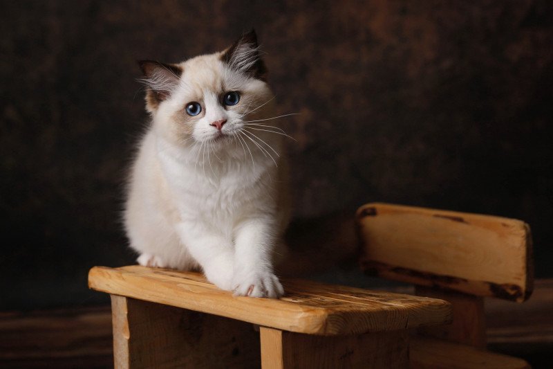 Umbrella Femelle Ragdoll Umbrella Femelle Ragdoll