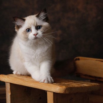 Elevage sérieux Ragdoll LOOF grandes lignées Paris Ile de France femelle Seal bicolore