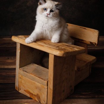 Elevage sérieux Ragdoll LOOF grandes lignées Paris Ile de France femelle Seal bicolore