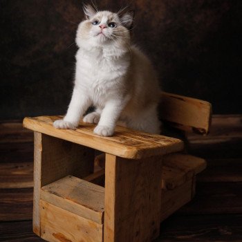 Elevage sérieux Ragdoll LOOF grandes lignées Paris Ile de France femelle Seal bicolore