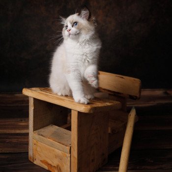 Elevage sérieux Ragdoll LOOF grandes lignées Paris Ile de France femelle Seal bicolore