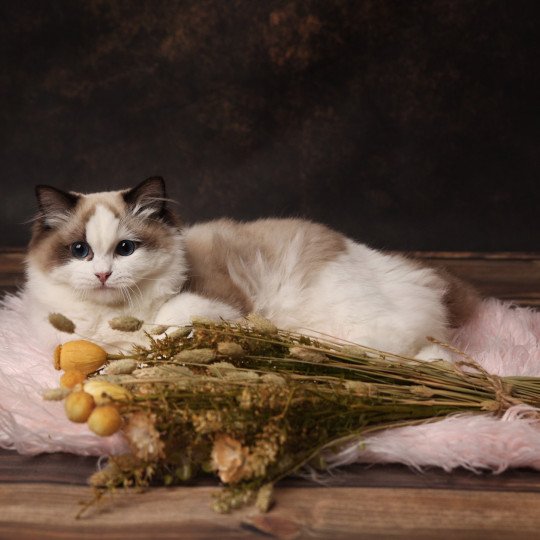 Valentine de l'Arbre aux Chats Femelle Ragdoll