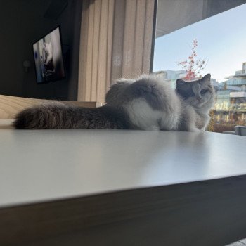 chat Ragdoll seal point bicolor Valentine L'Arbre aux Chats chat Ragdoll seal point bicolor Valentine L'Arbre aux Chats