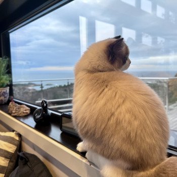 chat Ragdoll seal point bicolor Valentine L'Arbre aux Chats chat Ragdoll seal point bicolor Valentine L'Arbre aux Chats