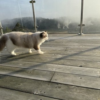chat Ragdoll seal point bicolor Valentine L'Arbre aux Chats chat Ragdoll seal point bicolor Valentine L'Arbre aux Chats