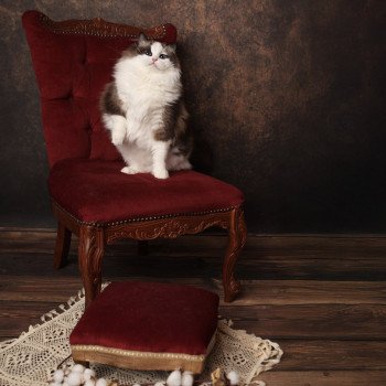 chat Ragdoll seal point bicolor Valentine L'Arbre aux Chats