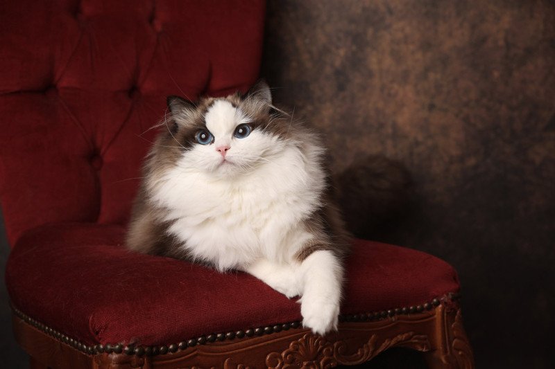 Valentine de l'Arbre aux Chats Femelle Ragdoll