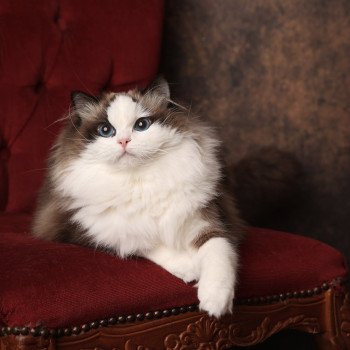 chat Ragdoll seal point bicolor Valentine L'Arbre aux Chats