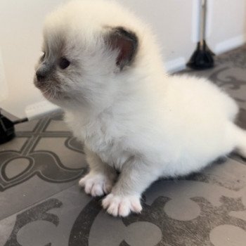 Elevage sérieux de Ragdoll LOOF chaton aux yeux bleus disponible à l’adoption - Bleu mitted- Beauvais - Hauts de France  - département 60