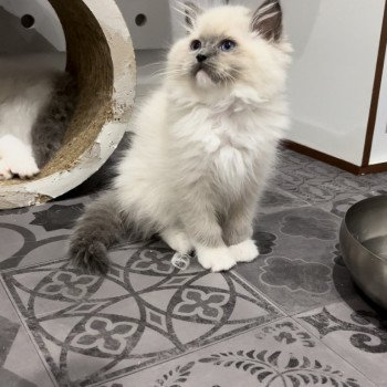 Elevage sérieux de Ragdoll LOOF chaton aux yeux bleus disponible à l’adoption - Bleu mitted- Beauvais - Hauts de France - département 60 Elevage sérieux de Ragdoll LOOF chaton aux yeux bleus disponible à l’adoption - Bleu mitted- Beauvais - Hauts de France - département 60