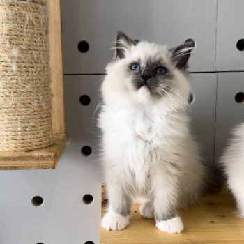 Elevage sérieux de Ragdoll LOOF chaton aux yeux bleus disponible à l’adoption - Bleu mitted- Beauvais - Hauts de France  - département 60