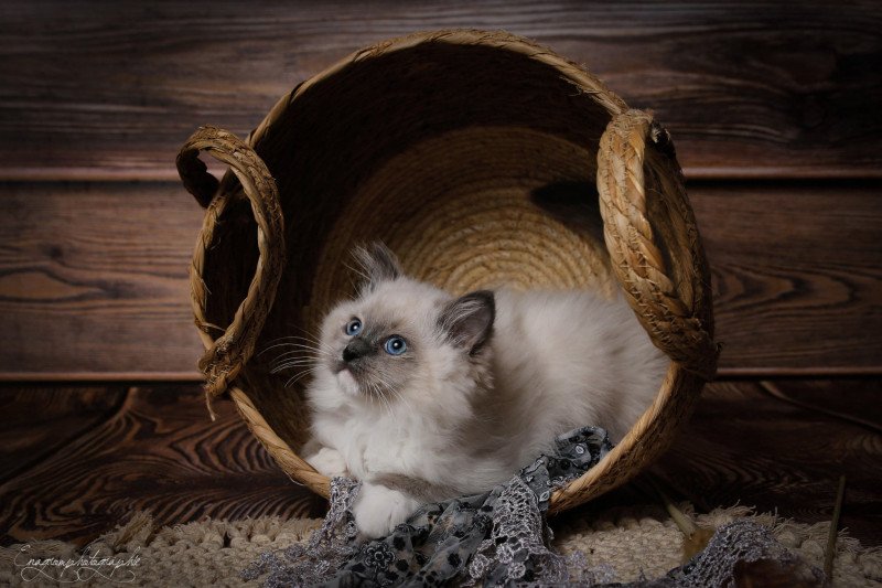 Teagan de l'Arbre aux Chats Mâle Ragdoll