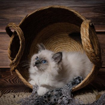 Elevage sérieux de Ragdoll LOOF chaton aux yeux bleus disponible à l’adoption - Bleu mitted- Beauvais - Hauts de France  - département 60