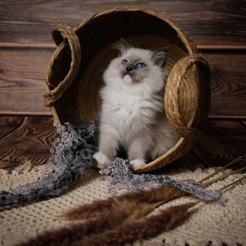 Elevage sérieux de Ragdoll LOOF chaton aux yeux bleus disponible à l’adoption - Bleu mitted- Beauvais - Hauts de France  - département 60