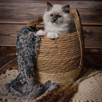 Elevage sérieux de Ragdoll LOOF chaton aux yeux bleus disponible à l’adoption - Bleu mitted- Beauvais - Hauts de France  - département 60