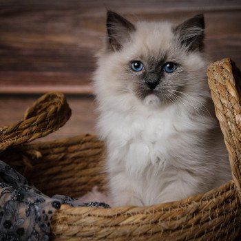 Elevage sérieux de Ragdoll LOOF chaton aux yeux bleus disponible à l’adoption - Bleu mitted- Beauvais - Hauts de France  - département 60