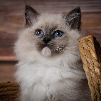 Elevage sérieux de Ragdoll LOOF chaton aux yeux bleus disponible à l’adoption - Bleu mitted- Beauvais - Hauts de France  - département 60