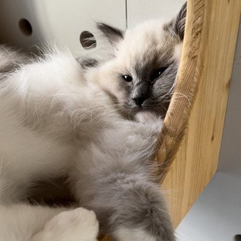 Elevage sérieux de Ragdoll LOOF chaton aux yeux bleus disponible à l’adoption - Bleu mitted- Beauvais - Hauts de France  - département 60