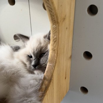 Elevage sérieux de Ragdoll LOOF chaton aux yeux bleus disponible à l’adoption - Bleu mitted- Beauvais - Hauts de France  - département 60