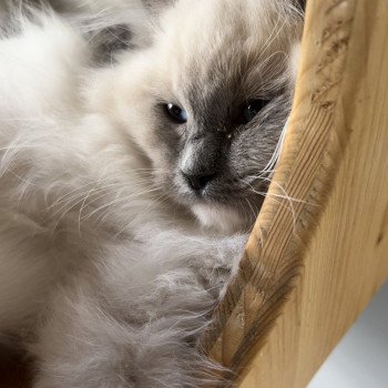 Elevage sérieux de Ragdoll LOOF chaton aux yeux bleus disponible à l’adoption - Bleu mitted- Beauvais - Hauts de France  - département 60