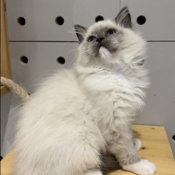 Elevage sérieux de Ragdoll LOOF chaton aux yeux bleus disponible à l’adoption - Bleu mitted- Beauvais - Hauts de France - département 60 Elevage sérieux de Ragdoll LOOF chaton aux yeux bleus disponible à l’adoption - Bleu mitted- Beauvais - Hauts de France - département 60