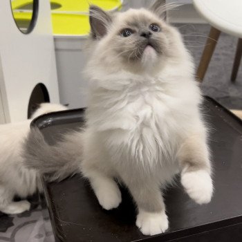 Elevage sérieux de Ragdoll LOOF chaton aux yeux bleus disponible à l’adoption - Bleu mitted- Beauvais - Hauts de France  - département 60