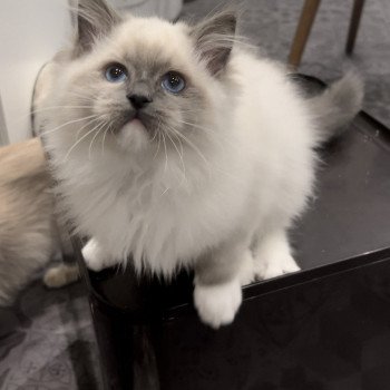 Elevage sérieux de Ragdoll LOOF chaton aux yeux bleus disponible à l’adoption - Bleu mitted- Beauvais - Hauts de France  - département 60