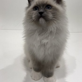 Elevage sérieux de Ragdoll LOOF chaton aux yeux bleus disponible à l’adoption - Bleu mitted- Beauvais - Hauts de France - département 60 Elevage sérieux de Ragdoll LOOF chaton aux yeux bleus disponible à l’adoption - Bleu mitted- Beauvais - Hauts de France - département 60