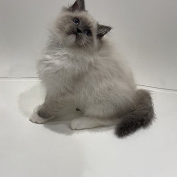 Elevage sérieux de Ragdoll LOOF chaton aux yeux bleus disponible à l’adoption - Bleu mitted- Beauvais - Hauts de France - département 60 Elevage sérieux de Ragdoll LOOF chaton aux yeux bleus disponible à l’adoption - Bleu mitted- Beauvais - Hauts de France - département 60