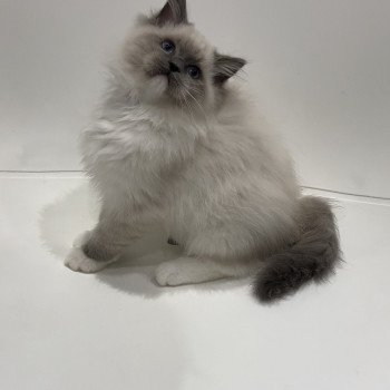 Elevage sérieux de Ragdoll LOOF chaton aux yeux bleus disponible à l’adoption - Bleu mitted- Beauvais - Hauts de France  - département 60