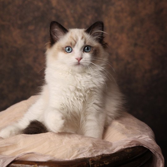 Victoire de l'Arbre aux Chats Femelle Ragdoll
