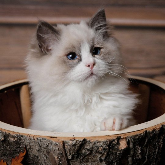 Tommy de l'Arbre aux Chats Mâle Ragdoll