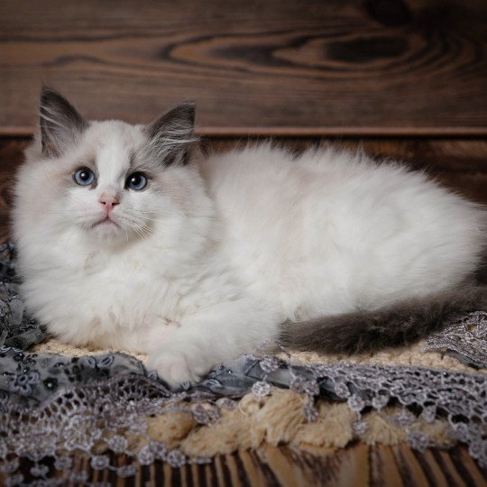 Tenesse Blue de l'Arbre aux Chats Mâle Ragdoll