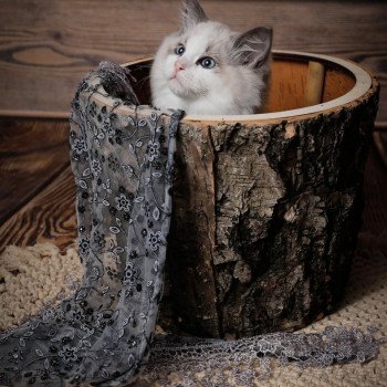 Elevage de Ragdoll LOOF chaton aux yeux bleus disponible à l’adoption - Bleubicolore- Laon - Hauts de France  - département 02