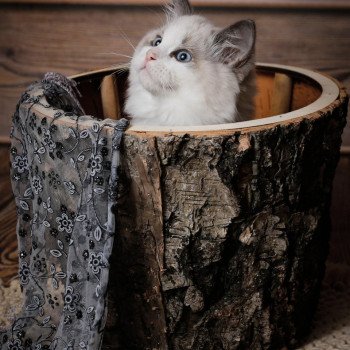Elevage de Ragdoll LOOF chaton aux yeux bleus disponible à l’adoption - Bleubicolore- Laon - Hauts de France  - département 02