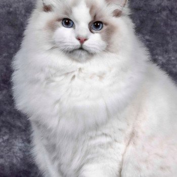 Yovi Mâle Ragdoll