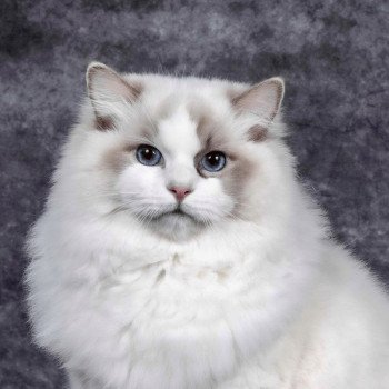 Yovi Mâle Ragdoll