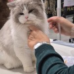 0c0cfaca-24c7-4da4-9a3a-da8135160562