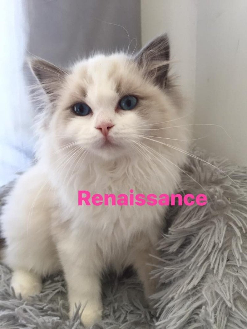 Renaissance Ragdoll bleu point et blanc