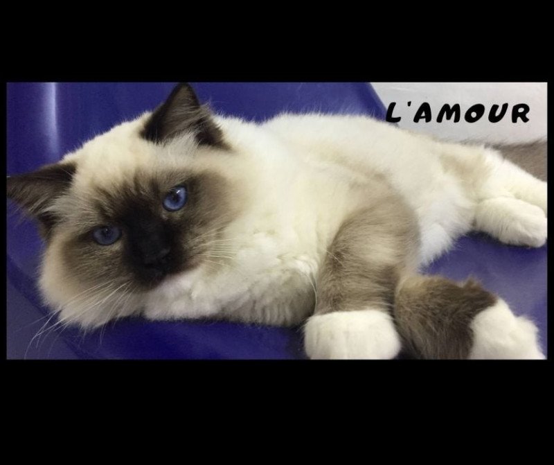 Rodin ragdoll seal mitted