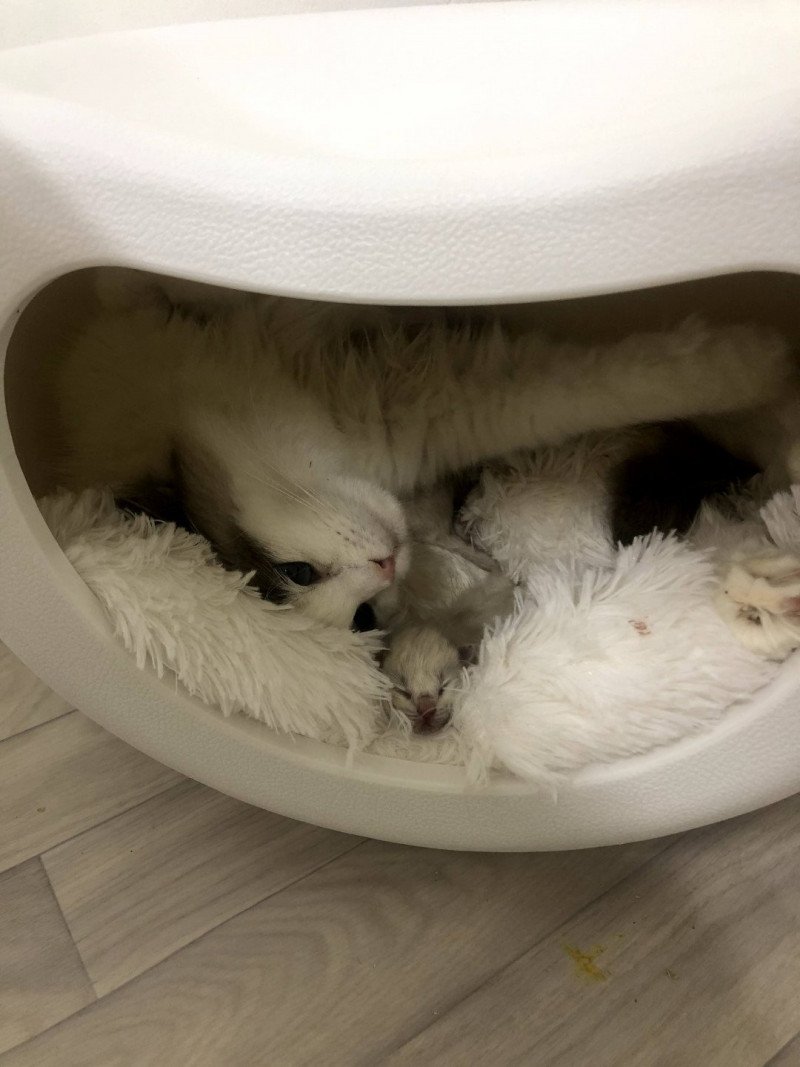 Les premiers bébés 2021 Naissance des chaton e Rodin et Cydéa 2021
