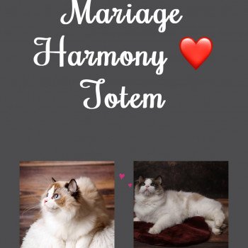 Portée Harmony ❤ Totem