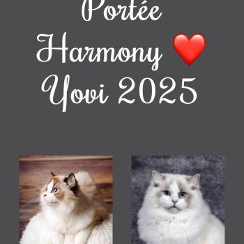 Portée Harmony ❤ Yovi 2025