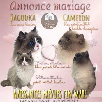 Chaton Ragdoll Jaogodka ❤ Cameron 2023 L'Arbre aux Chats